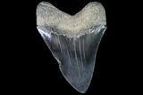 Serrated, Fossil Megalodon Tooth - Georgia #88672-2
